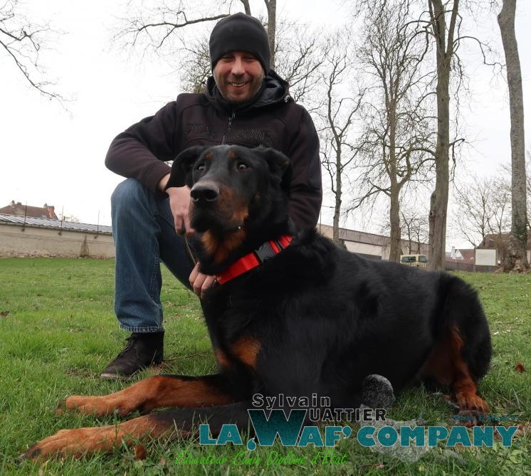 LA WAF COMPANY ® - Sylvain WUATTIER, éducateur canin