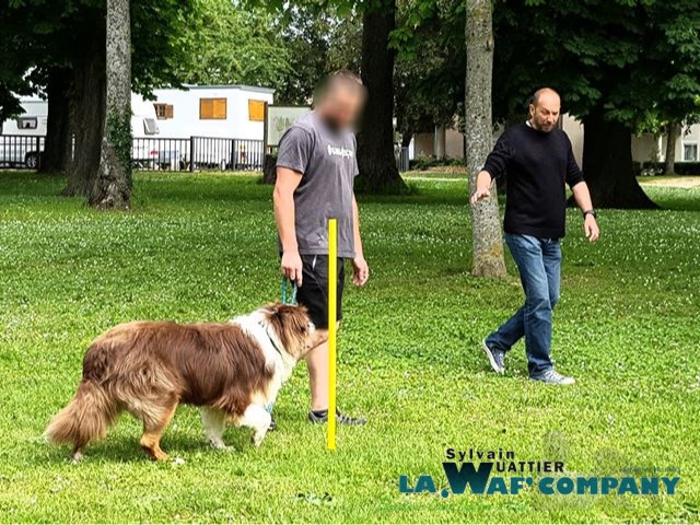 LA WAF COMPANY ® - Sylvain WUATTIER, éducateur canin