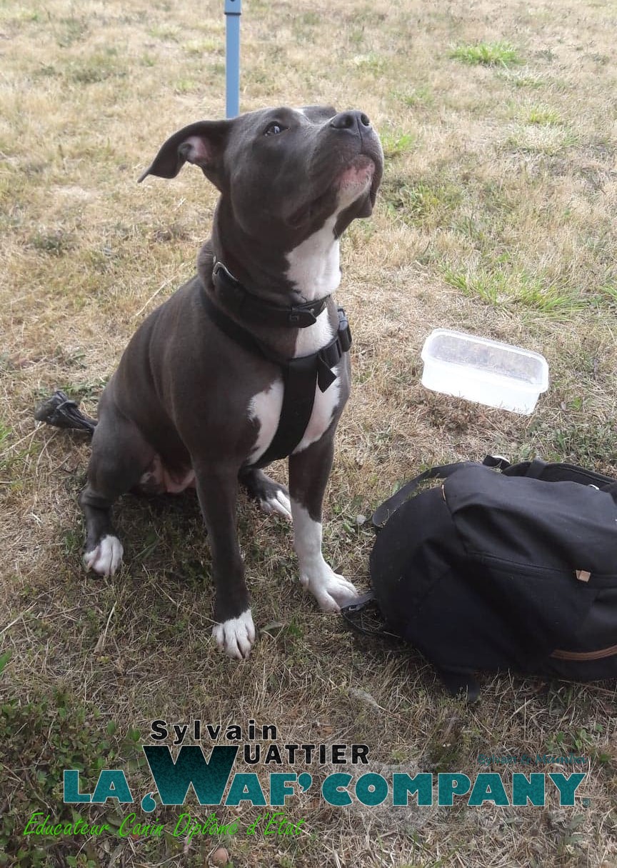 Chiens catégorisés | LA WAF COMPANY ® - Sylvain WUATTIER, éducateur canin