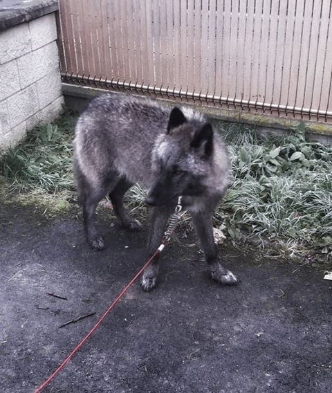 Chien loup américain