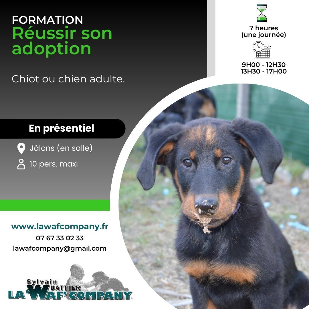 Formation « Réussir son adoption : chiot ou chien adulte » (1 journée)