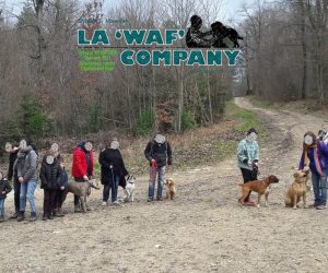 Promenades éducatives collectives | LA WAF COMPANY ® - Sylvain WUATTIER, éducateur canin