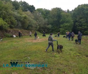 Promenade éducative collective | LA WAF COMPANY ® - Sylvain WUATTIER, éducateur canin