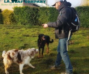Comportement et éducation | LA WAF COMPANY ® - Sylvain WUATTIER, éducateur canin