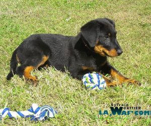 Adoption | LA WAF COMPANY ® - Sylvain WUATTIER, éducateur canin