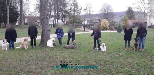 © LA ‘WAF’ COMPANY Promenades éducatives collectives | LA WAF COMPANY ® - Sylvain WUATTIER, éducateur canin