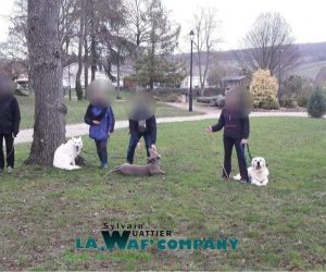 Promenades éducatives collectives | LA WAF COMPANY ® - Sylvain WUATTIER, éducateur canin