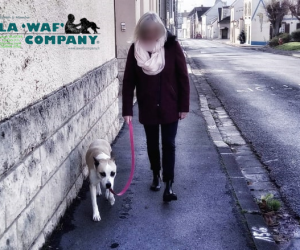 Cours individuel d'éducation| LA WAF COMPANY ® - Sylvain WUATTIER, éducateur canin