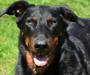 Mamba, Beauceron