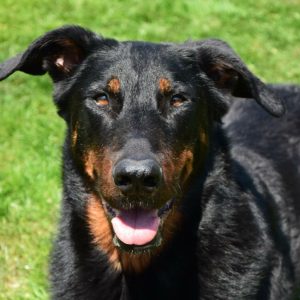 Mamba, Beauceron