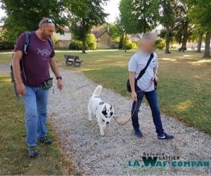 Cours d'éducation | LA WAF COMPANY ® - Sylvain WUATTIER, éducateur canin