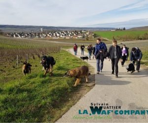 Promenades éducatives collectives | LA WAF COMPANY ® - Sylvain WUATTIER, éducateur canin