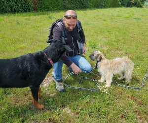 Cours individuel collectif | LA WAF COMPANY ® - Sylvain WUATTIER, éducateur canin