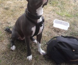 Chiens catégorisés | LA WAF COMPANY ® - Sylvain WUATTIER, éducateur canin