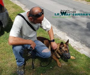 Séance comportementale | LA WAF COMPANY ® - Sylvain WUATTIER, éducateur canin